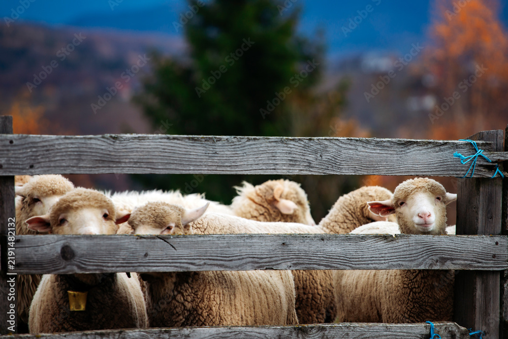 Obraz premium Adorable lamb looking out from wooden fence in natural farm environment.