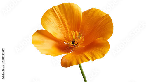 фотографія Vibrant orange California poppy flower with delicate petals and central stamens