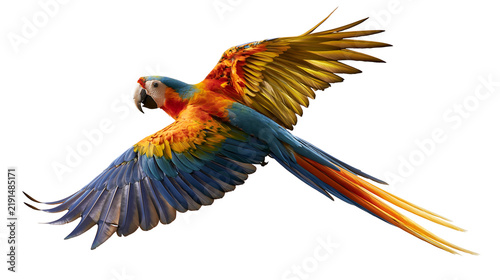 Quadro su tela Vibrant scarlet macaw parrot in flight with spread wings and long tail feathers