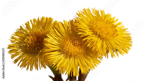 Bild auf Leinwand Three vibrant yellow coltsfoot flowers with detailed petals and central discs