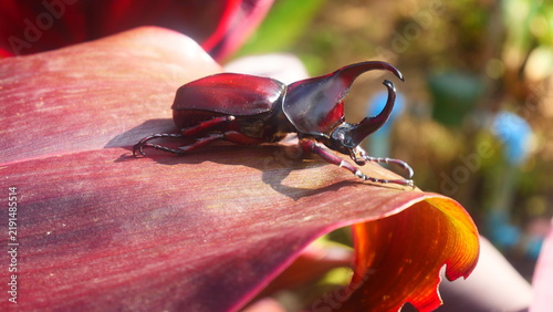 Rhinoceros Beetle Perched on Red Plant Leaf in Sunlight