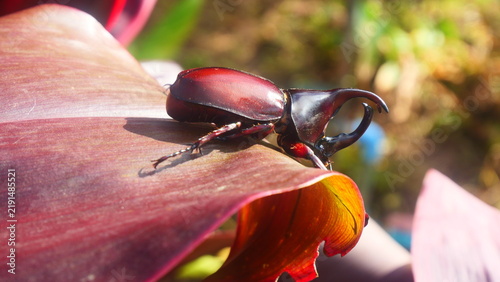 Close-Up Side View of Male Rhinoceros Beetle on Red Leaf