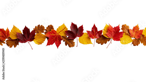 Colorful autumn maple and oak leaves arranged in a horizontal line border