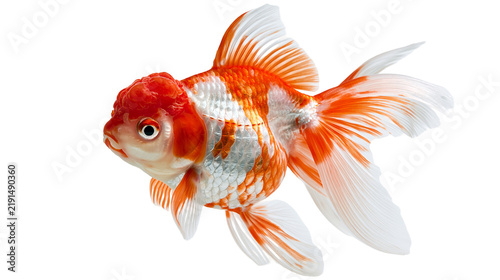 Foto Orange and white Oranda goldfish with flowing fins and prominent head growth