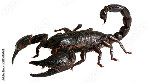 Принти на полотні Large black emperor scorpion with raised stinger and open pincers