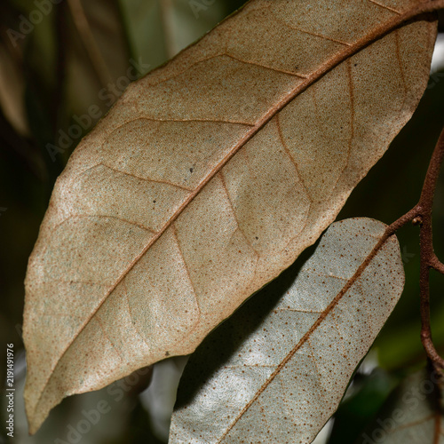 Millaa Millaa Vine (Elaeagnus triflora) leaves displaying unique rusty-scaly texture in Queensland rainforest