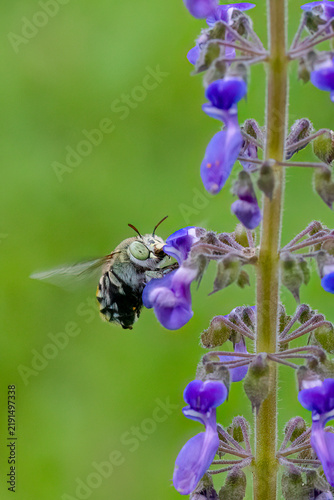 Australian native bee (Amegilla aeruginosa) hovering and foraging on purple flowers of bush basil (Coleus graveolens)