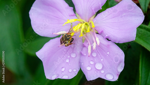 Australian Smiley Bee (Mellitidia tomentifera) Buzz Pollinating a Native Blue Tongue Flower (Melastoma malabathricum)