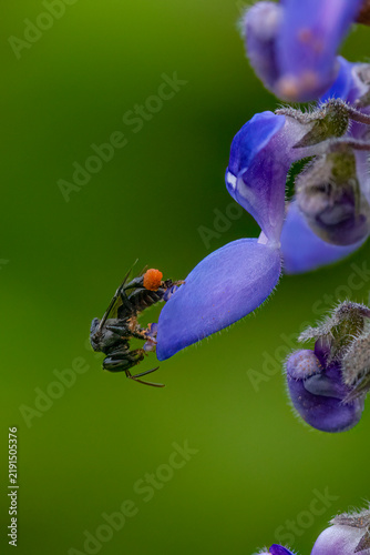 Australian native stingless bee (Tetragonula sp.) foraging on purple bush basil flower (Coleus graveolens) with large orange pollen basket, macro close-up