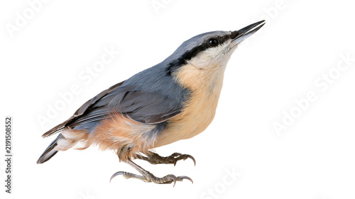 Obraz na plátně Eurasian nuthatch bird with blue grey back and orange brown belly