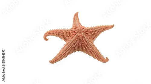 Foto Orange spiny starfish with five arms and textured surface