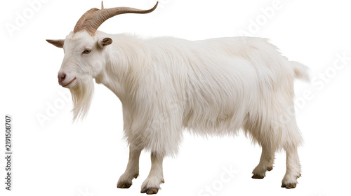 Foto White goat with long fur and curved horns standing in profile