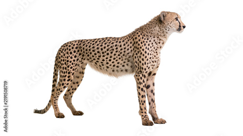 Canvas Print Full body side view of a standing adult cheetah with spotted fur pattern