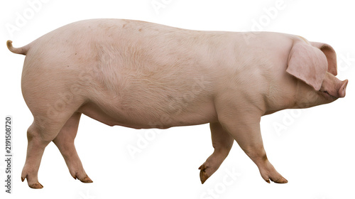 Fotografie Large pink domestic pig standing in profile view