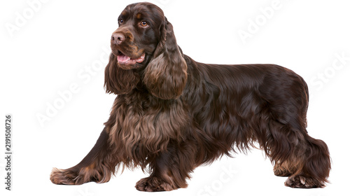 Obraz na płótnie Solid liver brown English Cocker Spaniel dog standing in profile