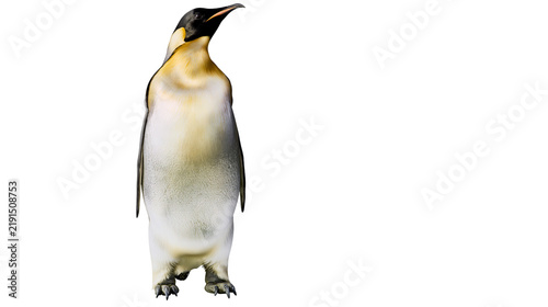 Cuadro en lienzo Emperor penguin standing with black and white feathers and yellow neck patch