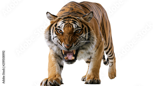 Canvas Print Aggressive Bengal tiger snarling with mouth open showing sharp teeth and fangs