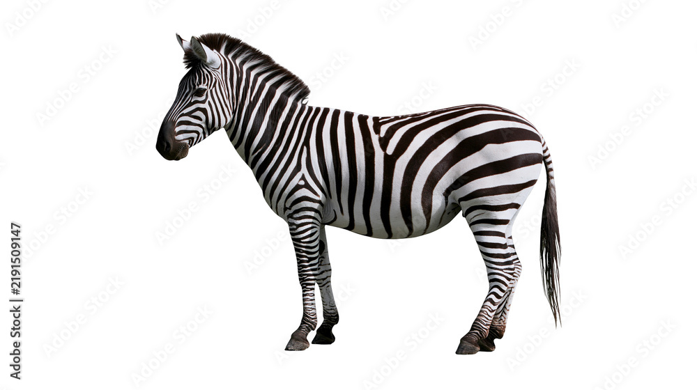 Obraz premium Full body side view of a standing zebra with black and white striped coat