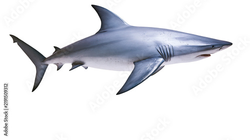 Large grey bull shark swimming with dorsal fin and sharp teeth visible