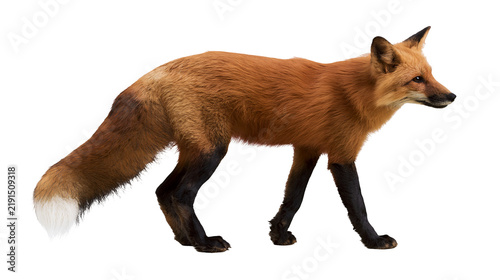 Canvastavla Full body side view of a red fox with a bushy tail and black legs