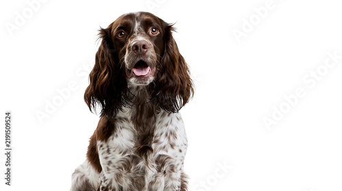 Cuadro en lienzo Brown and white spotted English Springer Spaniel dog with long ears
