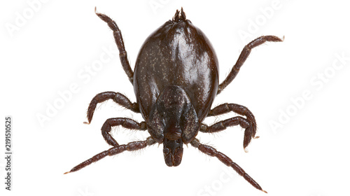 Принти на полотні Dark brown engorged deer tick with eight legs and shiny chitinous exoskeleton
