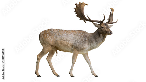 Obraz na płótnie Adult male fallow deer with large palmate antlers standing in profile