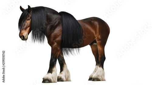 Fotografía Majestic bay Shire horse with long black mane and white feathered hooves