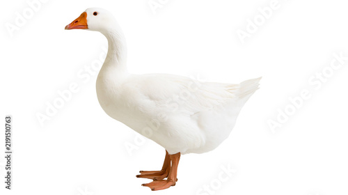 Cuadro en lienzo Full body side view of a white domestic goose with orange beak and webbed feet