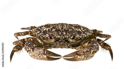 Foto Mottled brown and black shore crab with sharp pincers and textured carapace