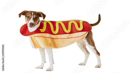 Bild auf Leinwand Small brown and white dog wearing a funny hot dog costume
