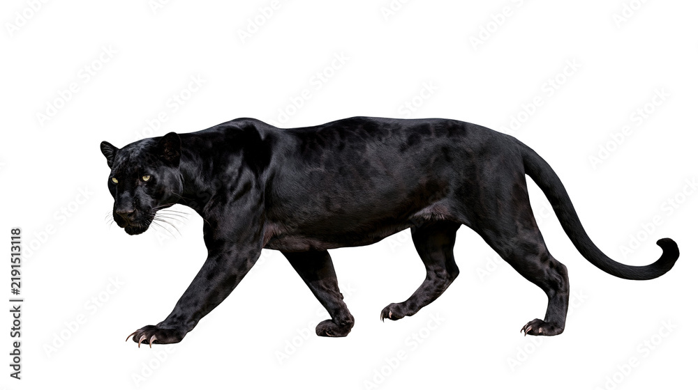 Obraz premium Majestic black panther walking with intense yellow eyes and sleek dark fur