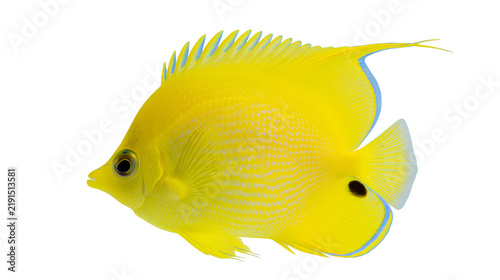 Konstfotografi Bright yellow butterflyfish with black spot and blue fin edges