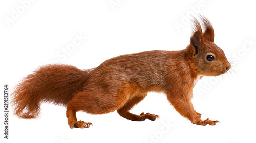 Принти на полотні Red squirrel with bushy tail and tufted ears standing in profile