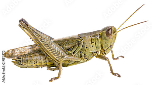 Quadro su tela Green grasshopper insect with long antennae and textured wings