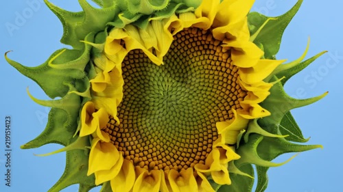 Macro time lapse blooming Sunflower head close-up, isolated on blue background
