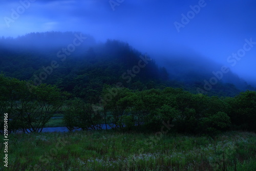 霧に包まれる森