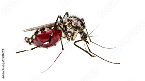 Foto Blood-filled Aedes aegypti mosquito with black and white striped legs