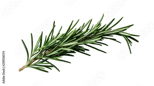 Fresh green rosemary herb sprig with needle like leaves