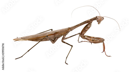Brown praying mantis insect with long antennae and folded raptorial forelegs