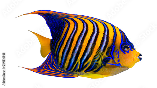 Foto Blue and yellow striped angelfish with vibrant patterns