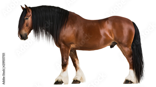Fotografía Brown Shire horse with long black mane and white feathered legs standing sideway