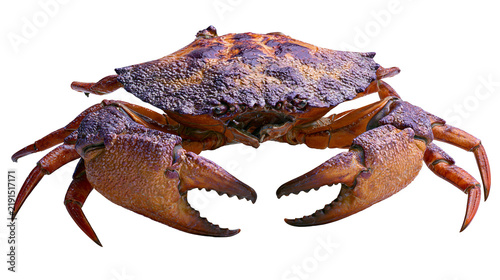 Foto Large brown and purple marine crab with sharp claws and textured shell