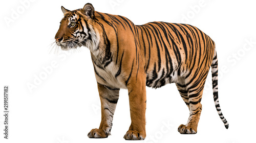 Canvas Print Majestic adult Bengal tiger standing in profile with orange fur and black stripe