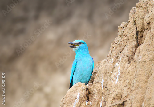 Canvastavla European Roller (Coracias garrulus) with vibrant turquoise-blue plumage perched on a sandy earthen cliff, opening its bill slightly