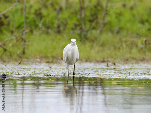 Фотография Little Egret (Egretta garzetta) wading forward in clear shallow water facing the camera