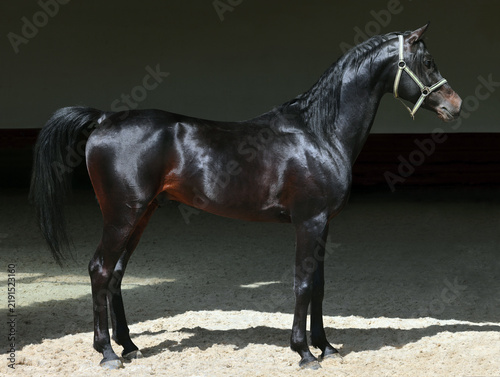 Luxury arabian horse, portrait of a bay stallion in dark stable background