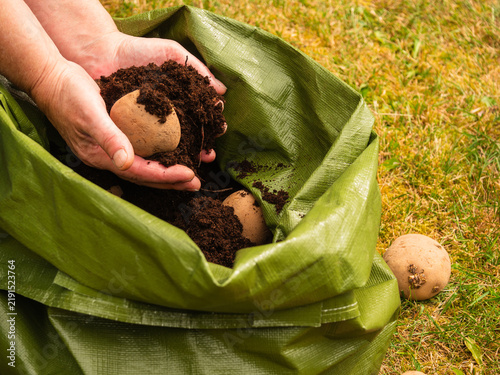 Gardener planting seed potatoes in green grow bag