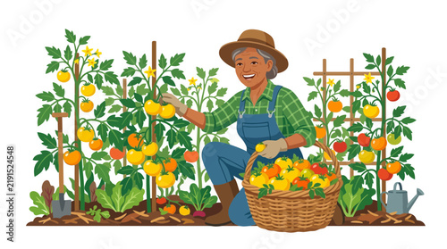 Elderly Woman Harvesting Tomatoes in a Vegetable Garden