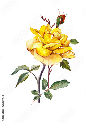 Pattern from yellow rose. Wedding drawings. Watercolor painting. Greeting cards. Flower backdrop. 